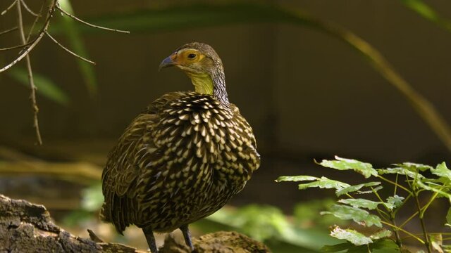 A yellow necked Francolin cleaning it self and looking around