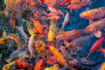 Very beautiful pond with goldfish. Koi carp - colorful decorative fish for decorating artificial reservoirs. Rich colors, individuals of different sizes among water, vegetation and rocks