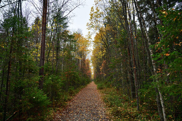 Obraz premium Autumn fores. Karelia, Russia