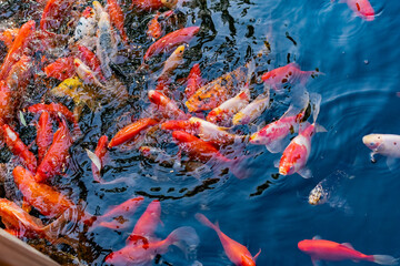 Fototapeta na wymiar Very beautiful pond with goldfish. Koi carp - colorful decorative fish for decorating artificial reservoirs. Rich colors, individuals of different sizes among water, vegetation and rocks