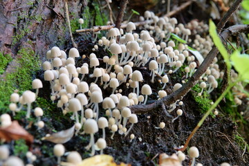 White mushrooms growing on a tree