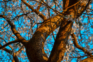 Twisted trunk with branches of blooming apple tree with white flowers. Spring blossom. Blue sky backdrop. Embossed orange brown bark in warm sun light with shadows