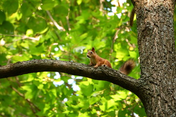 Fototapeta na wymiar Squirrel sitting on a tree