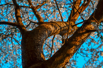Twisted trunk with branches of blooming apple tree with white flowers. Spring blossom. Blue sky backdrop. Embossed orange brown bark in warm light of setting sun with shadows
