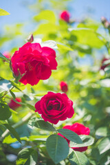 Red roses in the own garden. Valentines, mother’s day or birthday background