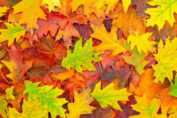 Naklejka na ściany i meble Background of colorful autumn leaves