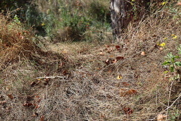 grass in the ground