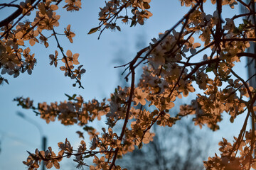 Blooming branches of spring apple tree with bright orange flowers with petals, yellow stamens, green leaves in warm light of sunset. Clear blue sky background. Park in city