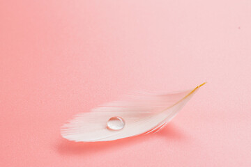 Bird feather on pink background with water drop