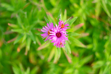 Obraz premium Purple asters in autumn on a blurred background.