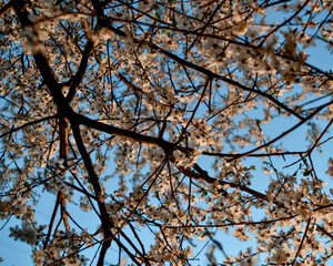Blooming black branch of apple tree with delicate white flowers with petals, green leaves in warm sun light. Spring blossom. Blue sky background