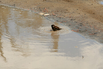 eunapolis, bahia / brazil - april 1, 2008: bird is seen bathing in a puddle of rainwater in the...