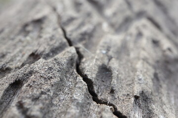 crack on an old tree in close-up