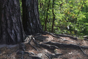 large roots of conifers in autumn