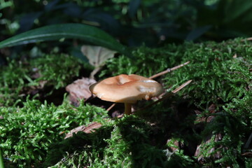 bitten little mushroom in moss
