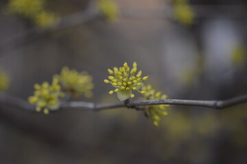Cornus flower buds산수유 꽃망울