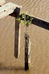 tree growing out of wooden dock remnants