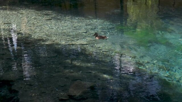 The duck swims in crystal clear water that has an unusual green color. On a warm sunny day. 4K