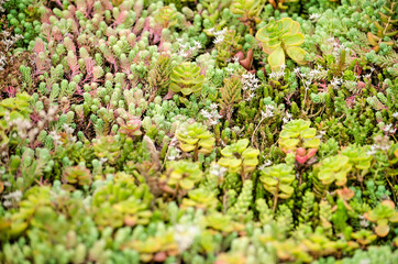 Close-up of the sedum plants on a vegetated roof