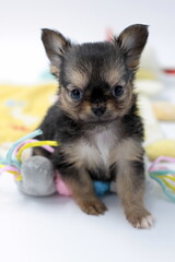 Chiot chihuahua poils longs