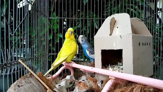budgie in cage