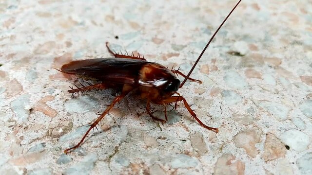 Cockroach