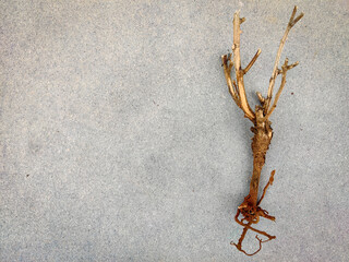 Copy space of Stem with roots of a small plant. Isolated on grey background.save trees concept