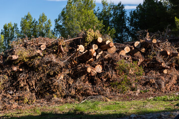 set of cut pine logs, wood