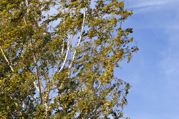 autumn leaves against blue sky