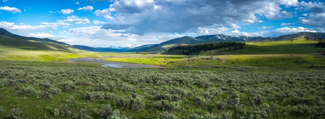 bisons in lamar valley in yellowstone national park,wyoming in the usa © Christian B.