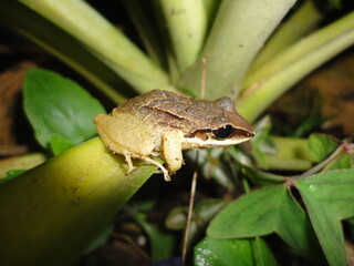 Frog un Cloudforest