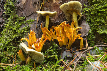 Waldpilze in Waldhessen