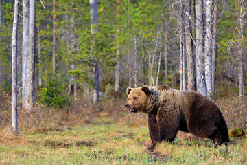 Obraz na płótnie Canvas Bear hidden in yellow forest. Autumn trees with bear. Beautiful brown bear walking around lake, fall colours. Big danger animal in habitat. Wildlife scene from nature, Finaland.
