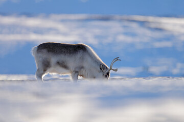 Wild Reindeer, Rangifer tarandus, with massive antlers in snow, Svalbard, Norway. Svalbard deer on...