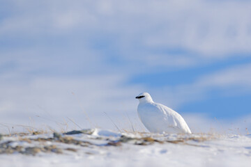 White Rock Ptarmigan, Lagopus mutus, white bird sitting in the snow, Norway. Cold winter, north of Europe. Wildlife scene in snow. White bird hidden in white habitat.
