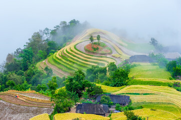 Terraced rice fields covered by clouds in Hoang Su Phi district, Ha Giang province, Vietnam.