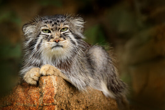 Pallas's cat or Manul, Otocolobus manul, cute wild cat from Asia. Wildlife scene from the nature. Animal in the nature habitat. Manul sitting on the stone in the hocky mountain habitat.
