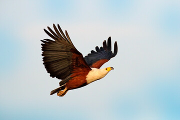 African Fish-eagle, Haliaeetus vocifer, brown bird with white head fly. Eagle flight above the lake...
