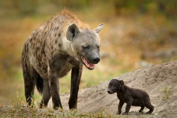  Jonge hyena pup, avondzonsondergang licht. Hyena, detailportret. Gevlekte hyena, Crocuta crocuta, boos dier in de buurt van de waterpoel, prachtige avondzonsondergang en welp. Dierenjong natuur, Okavango, Botswana © ondrejprosicky