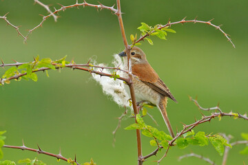 Red-backed shrike, Lanius collurio, bird from Bulgaria. Animal in the nature habitat, Europe. Shrike sitting on the branch.