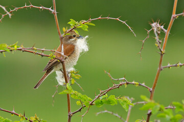 Red-backed shrike, Lanius collurio, bird from Bulgaria. Animal in the nature habitat, Europe. Shrike sitting on the branch with nesting material.