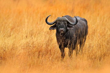 African Buffalo, Cyncerus cafer, standing savannah with yellow grass, Moremi, Okavango delta, Botswana. Wildlife scene from Africa nature. Big animal in the habitat. Danger animal in Africa.