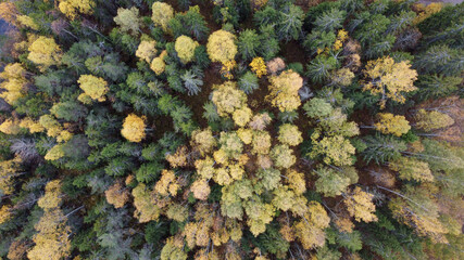 Wald Baumkronen in der Vogelperspektive