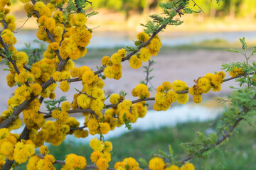 different pictures of the plant 