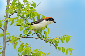Woodchat shrike, Lanius senator, bird from Bulgaria in the nature habitat. 