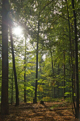 Herbstwald in Waldhessen
