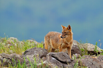 Bulgaria wildlife, Balkan in Europe. Golden jackal, Canis aureus, feeding scene on meadow, Madzharovo, Eastern Rhodopes. Wild dog behavior scene in nature. Mountain animal in the habitat.