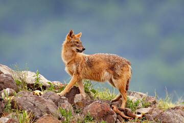 Bulgaria wildlife, Balkan in Europe. Golden jackal, Canis aureus, feeding scene on meadow, Madzharovo, Eastern Rhodopes. Wild dog behavior scene in nature. Mountain animal in the habitat.