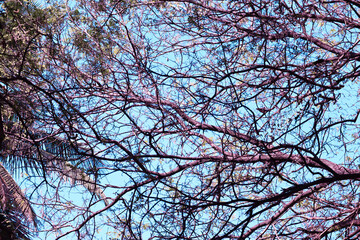 branches against blue sky. Mysterious and terrific view of trees and sky. Red tinted sky and trees.