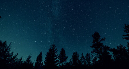 The night sky with the outlines of the trees, the milky way
